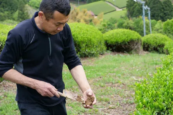 T OOLONG JAPONS orgánico 50 gr
