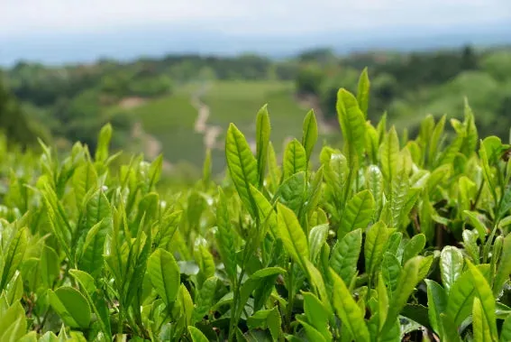 T OOLONG JAPONS orgánico 50 gr